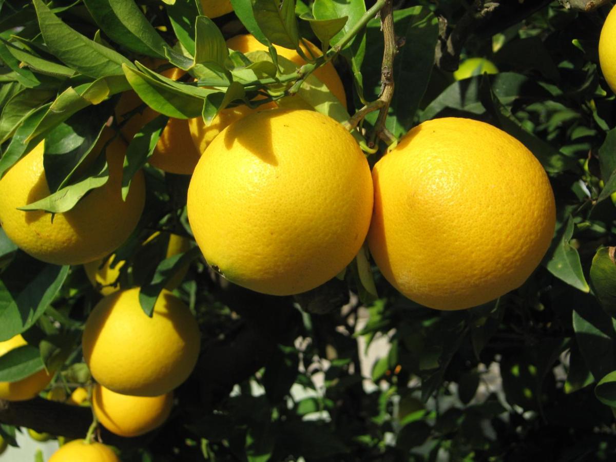 Orange Tree Garden Appartement Pefkochori Buitenkant foto